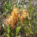 Saltmarsh Dodder