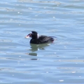 Surf Scoter