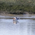 American Avocet