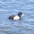 Lesser Scaup