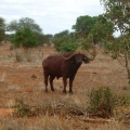 Cape Buffalo