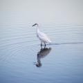 Snowy Egret