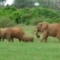 African Elephants