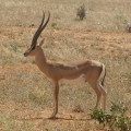 Grant's Gazelle