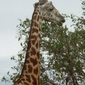 Masai Giraffe