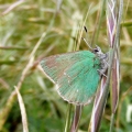 Green Hairstreak Butterfly