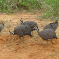 Guinea Foul