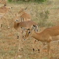 Impala