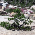 Small Pine Tree at Desolation Wilderness