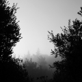 Trees in the Fog