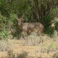 Water Buck